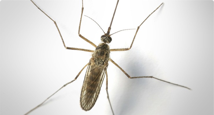 image of a mosquito